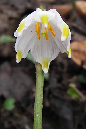 Leucojum vernum \ Frhlings-Knotenblume, Mrzenbecher / Spring Snowflake, F Seltz 10.3.2013