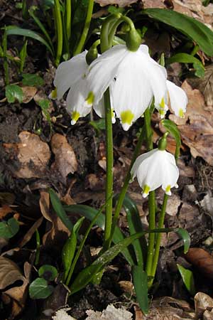 Leucojum vernum \ Frhlings-Knotenblume, Mrzenbecher, F Seltz 10.3.2013