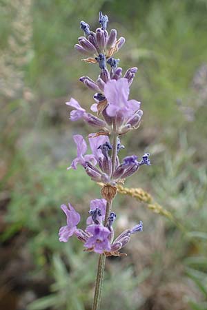 Lavandula angustifolia / Common Lavender, F Demoiselles Coiffées 8.7.2016