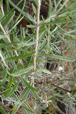 Lavandula angustifolia \ Echter Lavendel / Common Lavender, F Demoiselles Coiffées 8.7.2016