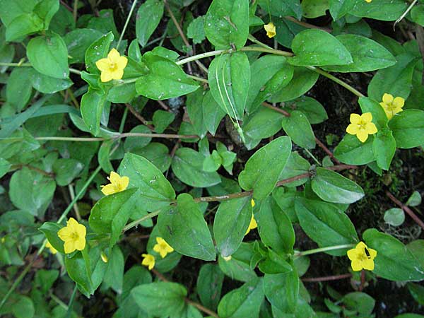 Lysimachia nemorum \ Hain-Gilb-Weiderich, F Allevard 11.6.2006