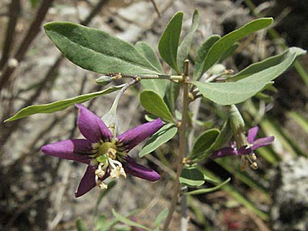 Lycium barbarum \ Gewhnlicher Bocksdorn / Duke of Argyll's Tea-Plant, F Avignon 7.8.2006