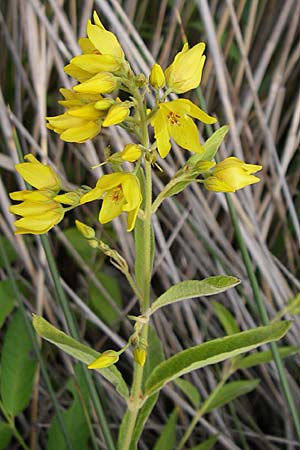 Lysimachia vulgaris \ Gilb-Weiderich, F Toreilles 24.6.2008