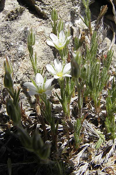 Minuartia rostrata \ Geschnbelte Miere / Beaked Sandwort, F Le Rozier (Tarn) 28.5.2009