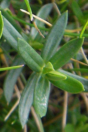 Arenaria purpurascens \ Rosafarbenes Sandkraut, Purpur-Sandkraut / Pink Sandwort, Purplish Sandwort, F Pyrenäen/Pyrenees, Gourette 25.8.2011