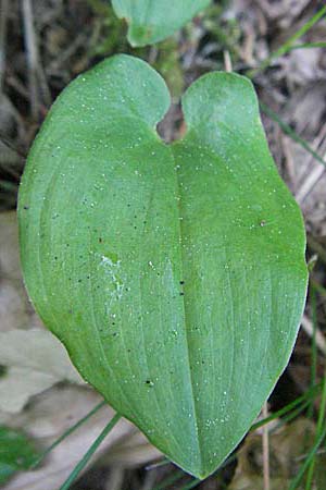 Maianthemum bifolium \ Schattenblmchen / May Lily, False Lily of the Valley, F Allevard 11.6.2006