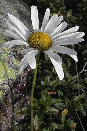 Leucanthemum maximum \ Sommer-Margerite / Shasta Ox-Eye Daisy, Andorra Estany de Pessons 10.8.2006
