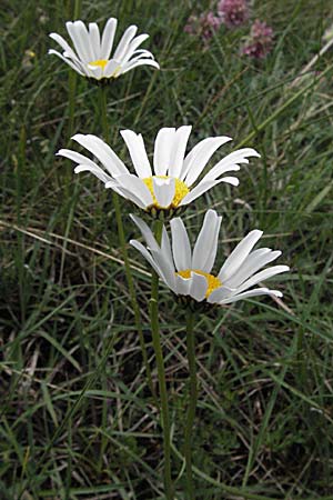 Leucanthemum graminifolium / Grassleaf Ox-Eye Daisy, F Causse du Larzac 15.5.2007