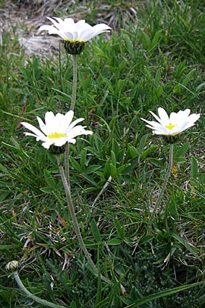 Leucanthemopsis alpina \ Alpen-Margerite, F Pyrenäen, Eyne 25.6.2008