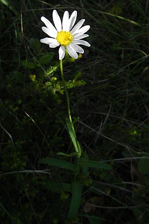 Leucanthemum adustum subsp. adustum \ Westliche Berg-Margerite, Berg-Wucherblume / Western Mountain Ox-Eye Daisy, F Saint-Guilhem-le-Desert 1.6.2009