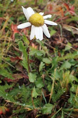 Leucanthemum vulgare \ Magerwiesen-Margerite, Frhe Wucherblume, F Lanslevillard 6.10.2021