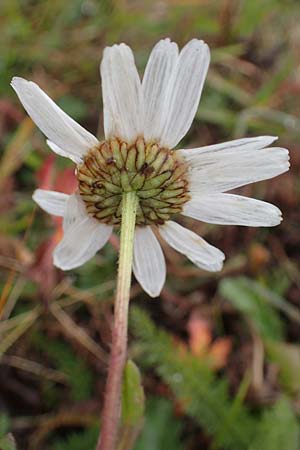 Leucanthemum vulgare \ Magerwiesen-Margerite, Frhe Wucherblume / Early Ox-Eye Daisy, F Lanslevillard 6.10.2021