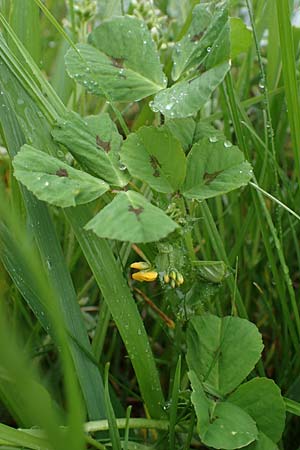 Medicago arabica \ Arabischer Schneckenklee / Spotted Medick, F Lothringen/Lorraine, Marsal 28.4.2023