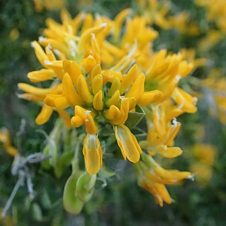 Medicago arborea \ Strauch-Schneckenklee, F Martigues 17.3.2024