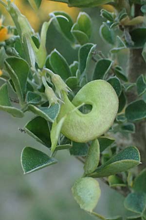 Medicago arborea / Tree Medick, F Martigues 17.3.2024