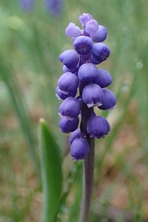 Muscari botryoides \ Kurztraubige Bisamhyazinthe, Kleine Traubenhyazinthe, F Molines-en-Queyras 30.4.2023