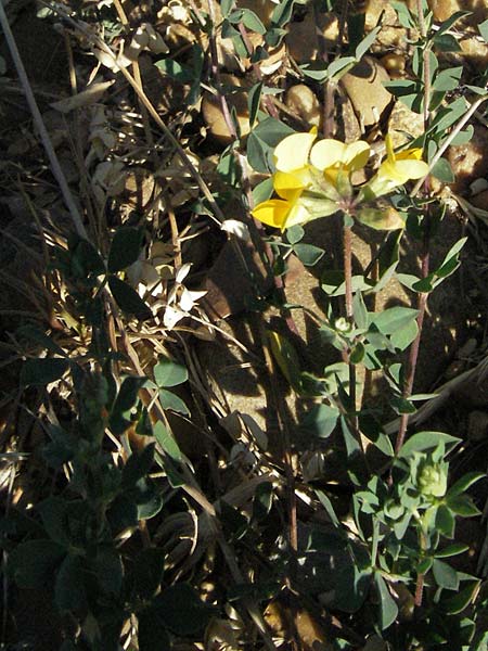 Lotus corniculatus \ Gewhnlicher Hornklee / Bird's-Foot Deervetch, F Dept. Gard, Remoulins 7.6.2006