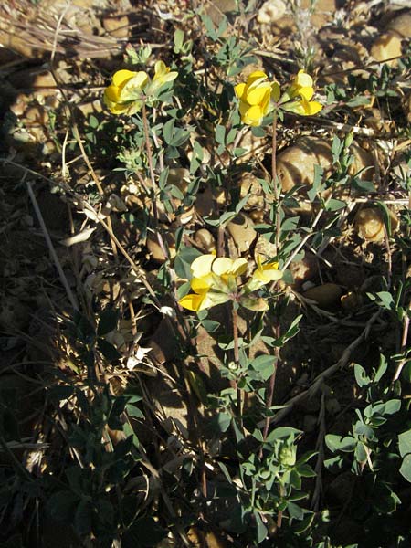 Lotus corniculatus \ Gewhnlicher Hornklee, F Dept. Gard, Remoulins 7.6.2006