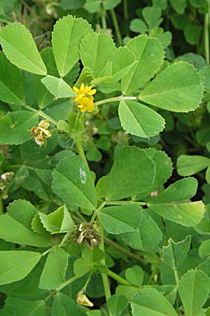 Medicago polymorpha ? \ Rauer Schneckenklee, Schwarzer Schneckenklee / Toothed Medick, Spotted Medick, F Mauguio 13.5.2007