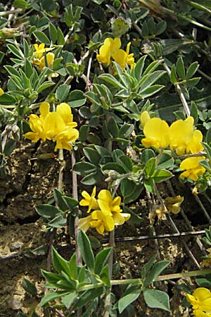 Lotus corniculatus \ Gewhnlicher Hornklee / Bird's-Foot Deervetch, F Corbières, Talairan 13.5.2007