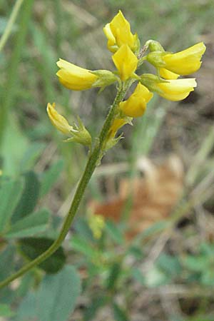 Melilotus neapolitanus \ Neapolitaner Honigklee / European Sweet Clover, F Pyrenäen/Pyrenees, Olette 14.5.2007