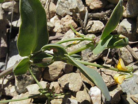 Coronilla scorpioides \ Skorpions-Kronwicke, F Pyrenäen, Prades 14.5.2007