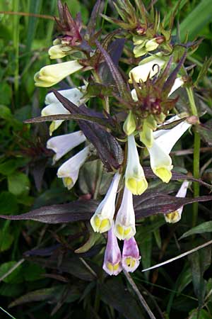 Melampyrum pratense \ Gewhnlicher Wachtelweizen, Wiesen-Wachtelweizen, F Vogesen, Grand Ballon 21.6.2008