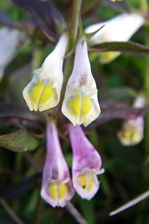 Melampyrum pratense \ Gewhnlicher Wachtelweizen, Wiesen-Wachtelweizen, F Vogesen, Grand Ballon 21.6.2008