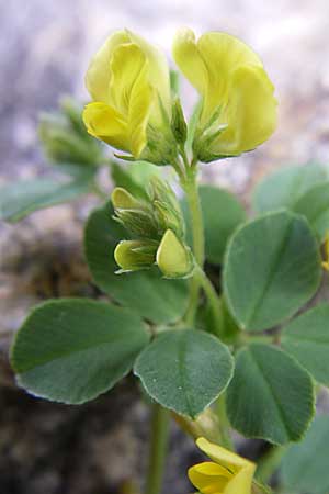 Medicago suffruticosa \ Halbstrauchiger Schneckenklee / Sprawling Medick, F Pyrenäen/Pyrenees, Eyne 25.6.2008