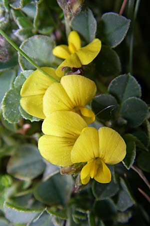 Medicago suffruticosa \ Halbstrauchiger Schneckenklee / Sprawling Medick, F Pyrenäen/Pyrenees, Eyne 25.6.2008