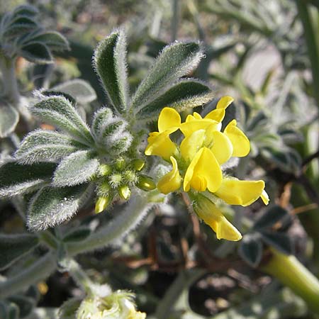 Medicago marina \ Strand-Schneckenklee / Sea Medick, F Stes. Maries 27.5.2009