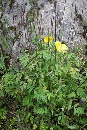 Meconopsis cambrica / Welsh Poppy, F Pyrenees, Col de Pourtalet 25.8.2011