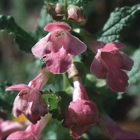 Melittis melissophyllum \ Immenblatt / Bastard Balm, F Corbières, Letzignan 13.5.1996