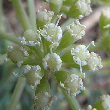 Crithmum maritimum \ Meer-Fenchel / Rock Samphire, F Collioure 14.8.2006