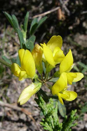 Medicago falcata \ Sichel-Klee, F Queyras, Vieille Ville 22.6.2008