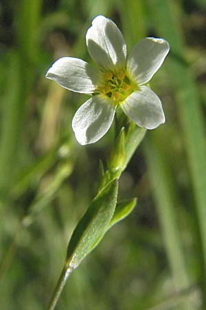 Linum catharticum \ Purgier-Lein, F Allevard 11.6.2006