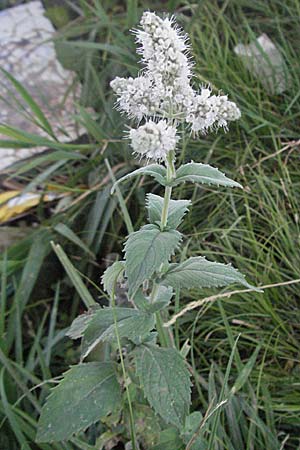 Mentha longifolia \ Ross-Minze / Horse Mint, F Avignon 7.8.2006