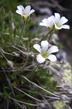 Arenaria grandiflora \ Grobltiges Sandkraut / Large-Flowered Sandwort, F Pyrenäen/Pyrenees, Eyne 25.6.2008