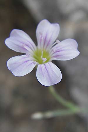 Petrorhagia saxifraga \ Steinbrech-Felsennelke / Tunic Flower, F Pont du Gard 26.5.2009