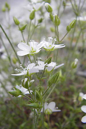 Sabulina glaucina / Hill Spring Sandwort, F La Couvertoirade 27.5.2009