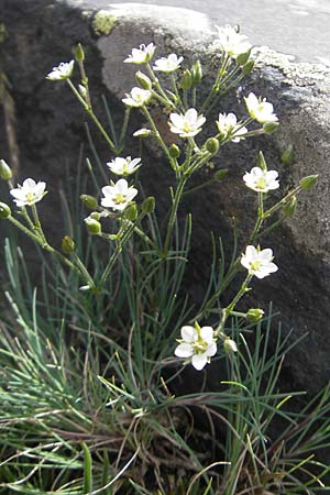 Minuartia setacea ? \ Borsten-Miere / Bristle Sandwort, F Pyrenäen/Pyrenees, Gourette 25.8.2011