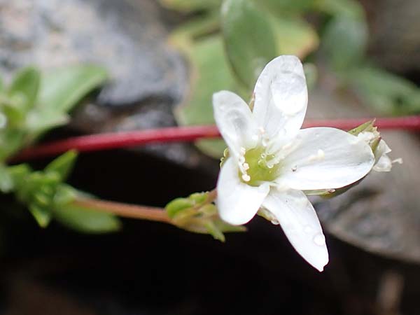 Minuartia rupestris \ Felsen-Miere / Common Rock Sandwort, F Col de la Bonette 8.7.2016