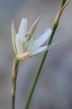 Bufonia perennis \ Mehrjhrige Buffonie, F Pyrenäen, Gorges de Galamus 23.7.2018