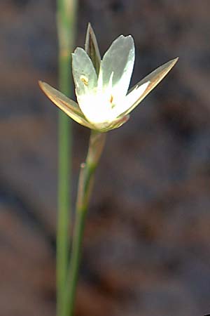 Bufonia perennis \ Mehrjhrige Buffonie / Perennial Bufonia, F Pyrenäen/Pyrenees, Gorges de Galamus 23.7.2018