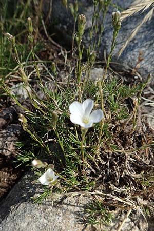 Minuartia laricifolia \ Lrchenblttrige Miere, F Pyrenäen, Canigou 24.7.2018