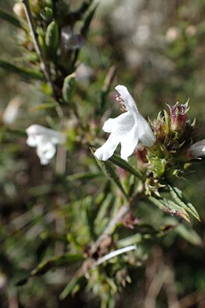 Satureja montana \ Winter-Bohnenkraut, Karst-Bergminze, F Col de Vence 7.10.2021