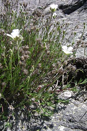 Minuartia laricifolia \ Lärchenblättrige Miere / Larch Leaf Sandwort, F Pyrenäen/Pyrenees, Latour de Carol 26.6.2008