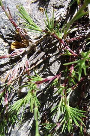 Minuartia laricifolia \ Lrchenblttrige Miere / Larch Leaf Sandwort, F Pyrenäen/Pyrenees, Latour de Carol 26.6.2008