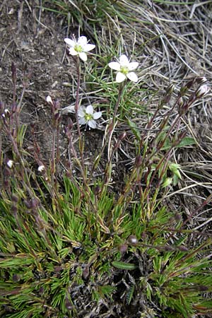 Minuartia recurva \ Krummblttrige Miere / Recurved Sandwort, F Pyrenäen/Pyrenees, Port d'Envalira 26.6.2008