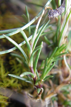 Minuartia recurva \ Krummblttrige Miere, F Pyrenäen, Gourette 25.8.2011